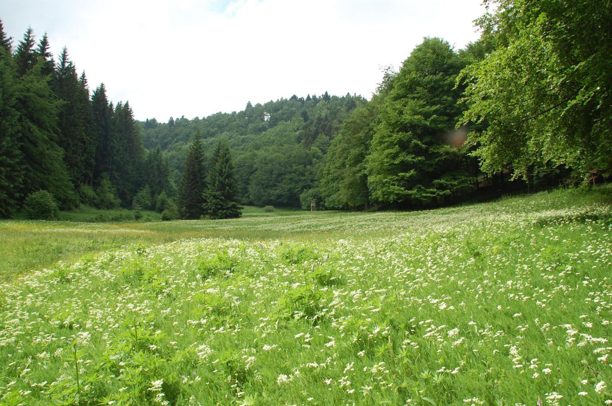 Gasthof 'Zum Reifberg' Ilmenau Exteriör bild